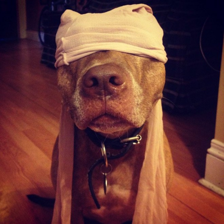 Illustration de l'article : 26 chiens qui souffrent de la bêtise de leur maître !