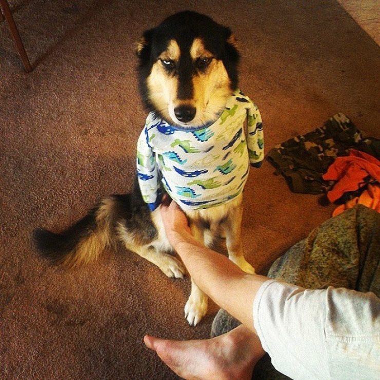 Illustration de l'article : 26 chiens qui souffrent de la b&ecirc;tise de leur ma&icirc;tre !