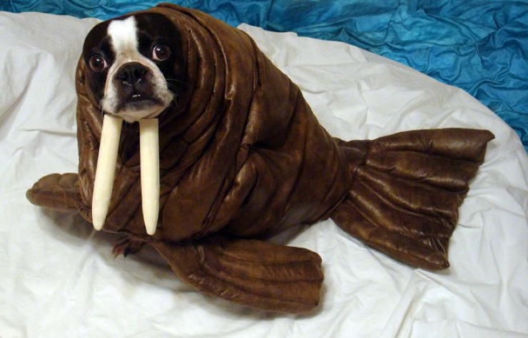 Illustration de l'article : 26 chiens qui souffrent de la bêtise de leur maître !