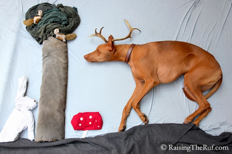 Illustration de l'article : Les aventures de Rufus, le chien dormeur (10 photos)