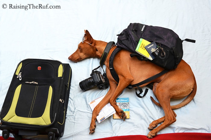 Illustration de l'article : Les aventures de Rufus, le chien dormeur (10 photos)