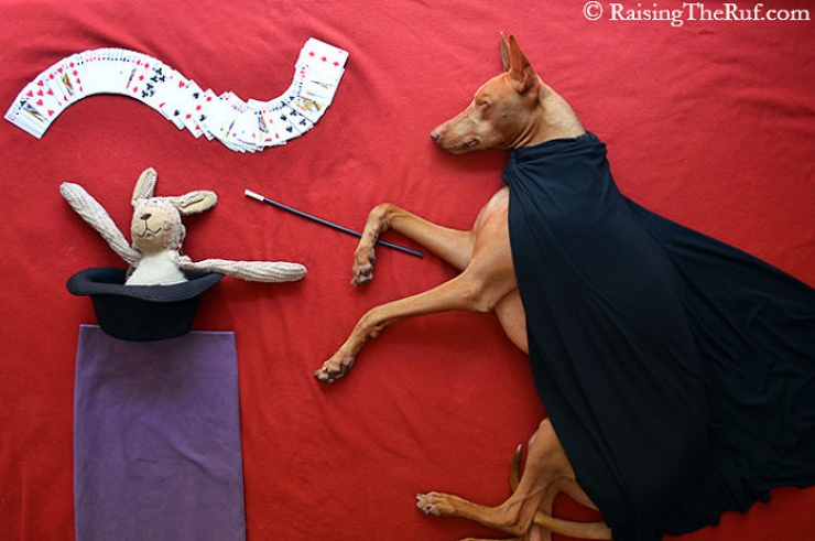 Illustration de l'article : Les aventures de Rufus, le chien dormeur (10 photos)
