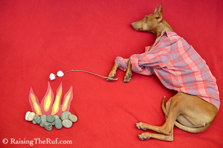 Illustration de l'article : Les aventures de Rufus, le chien dormeur (10 photos)