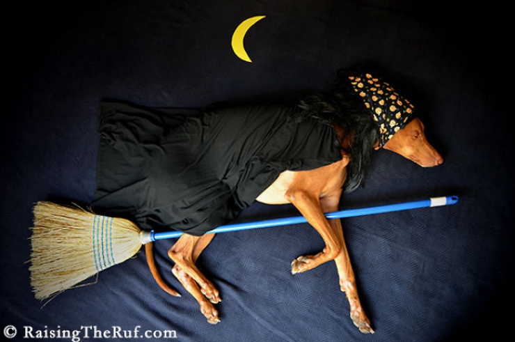 Illustration de l'article : Les aventures de Rufus, le chien dormeur (10 photos)