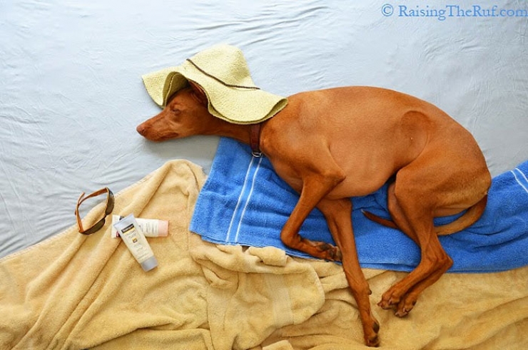 Illustration de l'article : Les aventures de Rufus, le chien dormeur (10 photos)