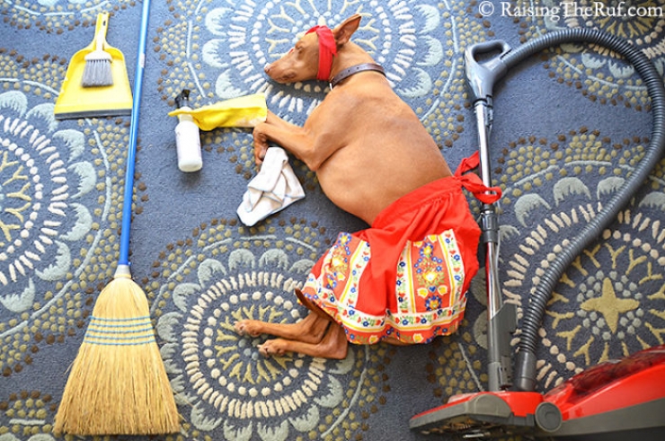 Illustration de l'article : Les aventures de Rufus, le chien dormeur (10 photos)