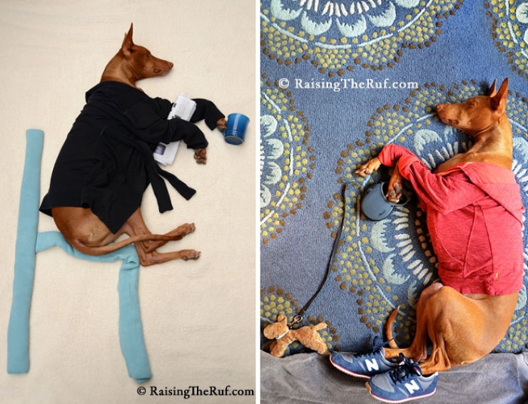 Illustration de l'article : Les aventures de Rufus, le chien dormeur (10 photos)