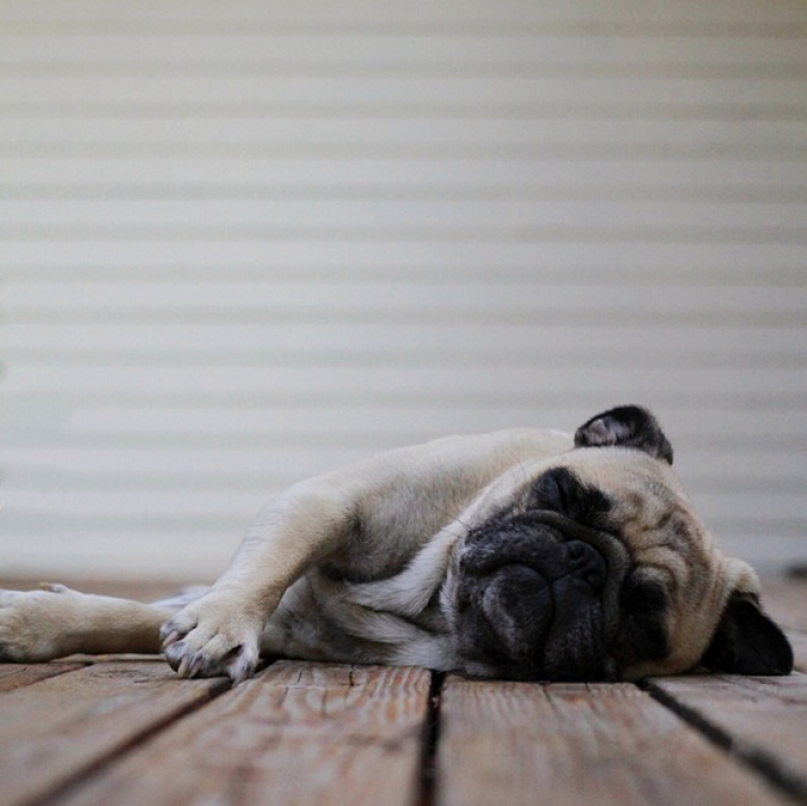 Illustration de l'article : Voici Norm, un adorable carlin qui fait la star sur Instagram