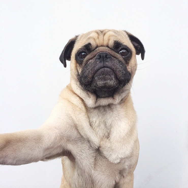 Illustration de l'article : Voici Norm, un adorable carlin qui fait la star sur Instagram