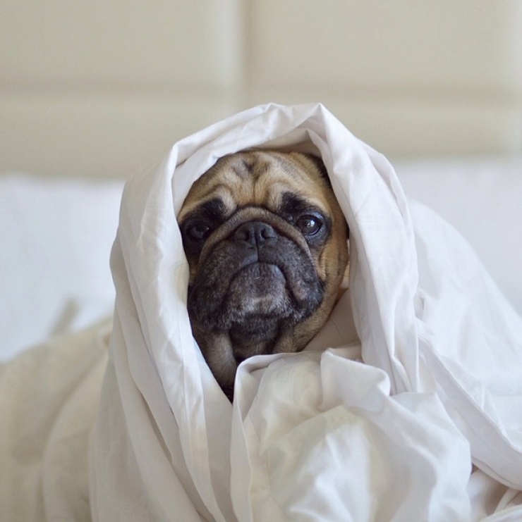 Illustration de l'article : Voici Norm, un adorable carlin qui fait la star sur Instagram