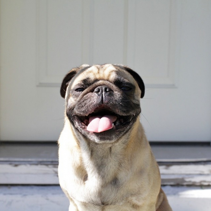 Illustration de l'article : Voici Norm, un adorable carlin qui fait la star sur Instagram