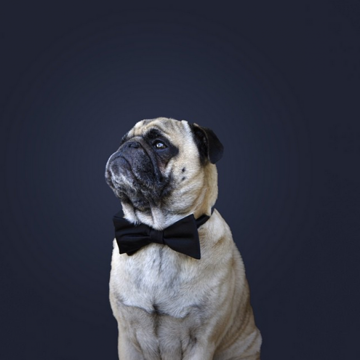 Illustration de l'article : Voici Norm, un adorable carlin qui fait la star sur Instagram