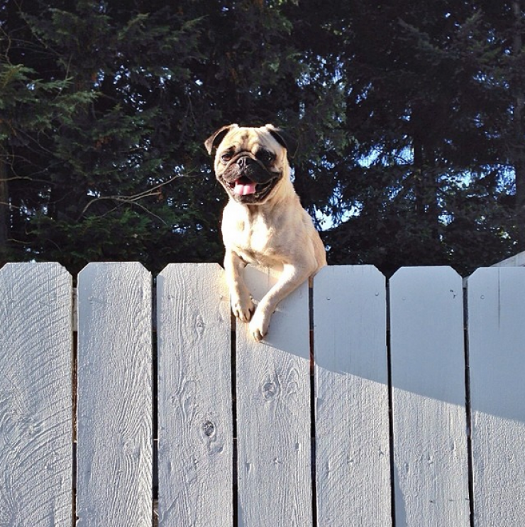 Illustration de l'article : Voici Norm, un adorable carlin qui fait la star sur Instagram