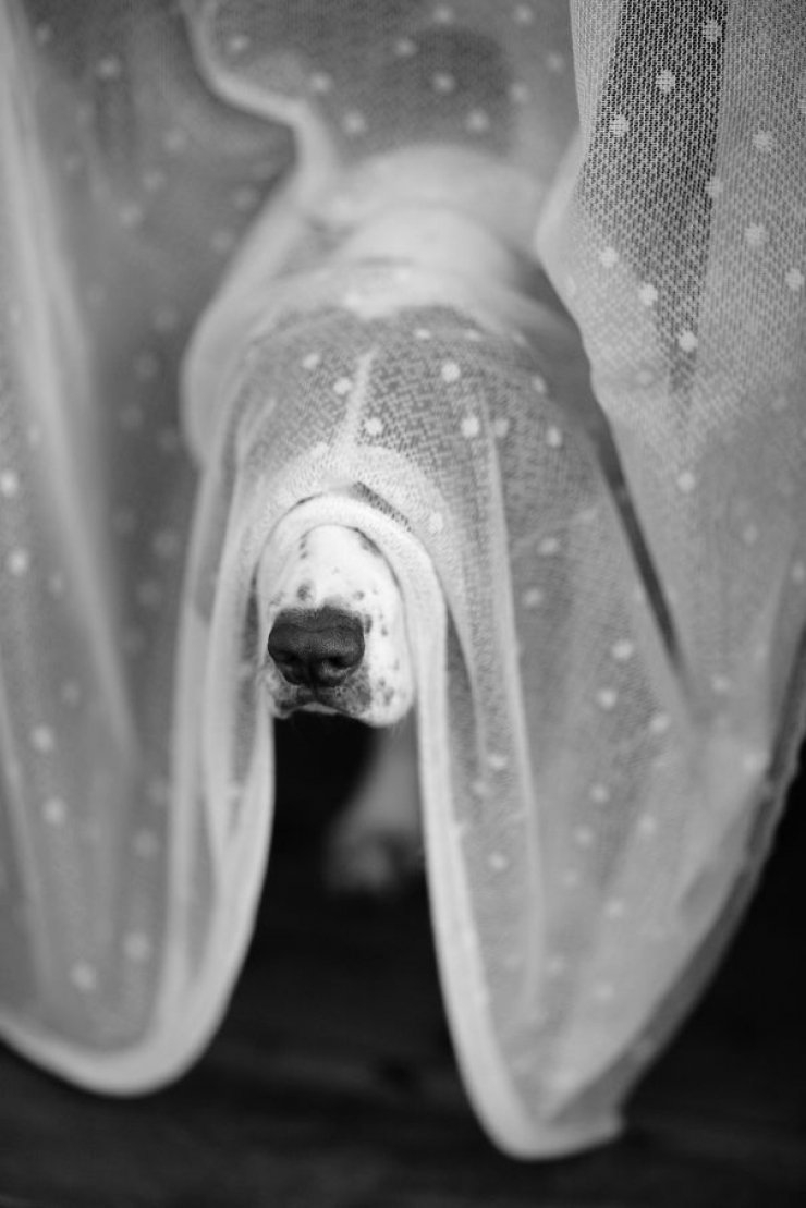 Illustration de l'article : Ces chiens qui jouent &agrave; cache-cache en pensant qu'on ne les voit pas...