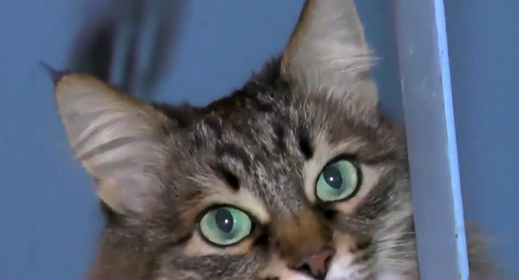 Illustration de l'article : Ce chat se blottit contre ce bébé et la raison est tout juste attendrissante!