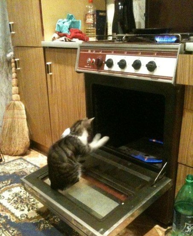 Illustration de l'article : Ces chats qui luttent contre le froid !