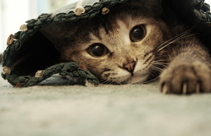 Illustration de l'article : Ces chats qui luttent contre le froid !