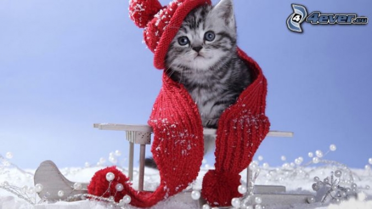 Illustration de l'article : Ces chats qui luttent contre le froid !