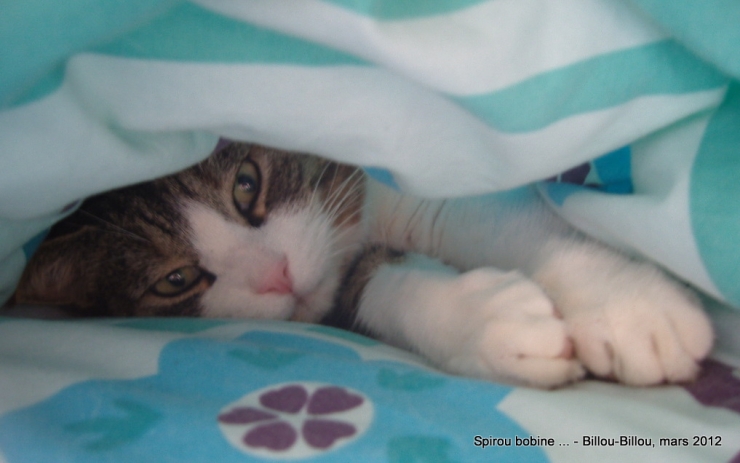 Illustration de l'article : Ces chats qui luttent contre le froid !