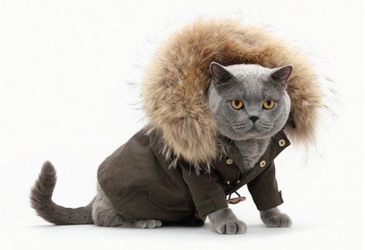 Illustration de l'article : Ces chats qui luttent contre le froid !