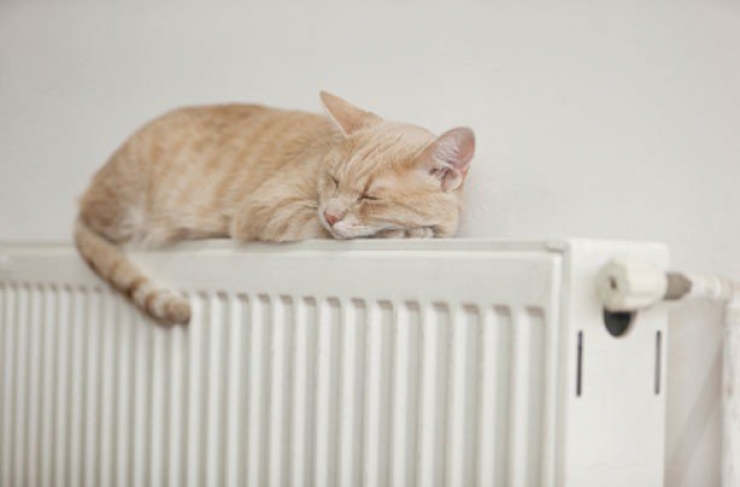 Illustration de l'article : Ces chats qui luttent contre le froid !