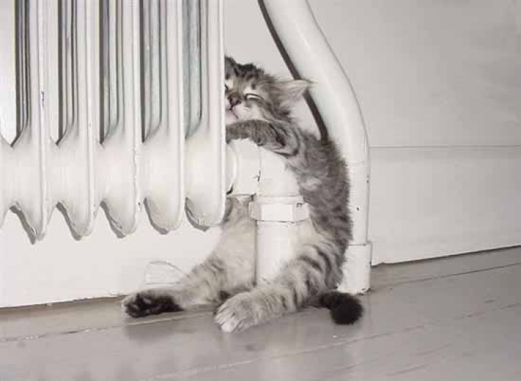 Illustration de l'article : Ces chats qui luttent contre le froid !