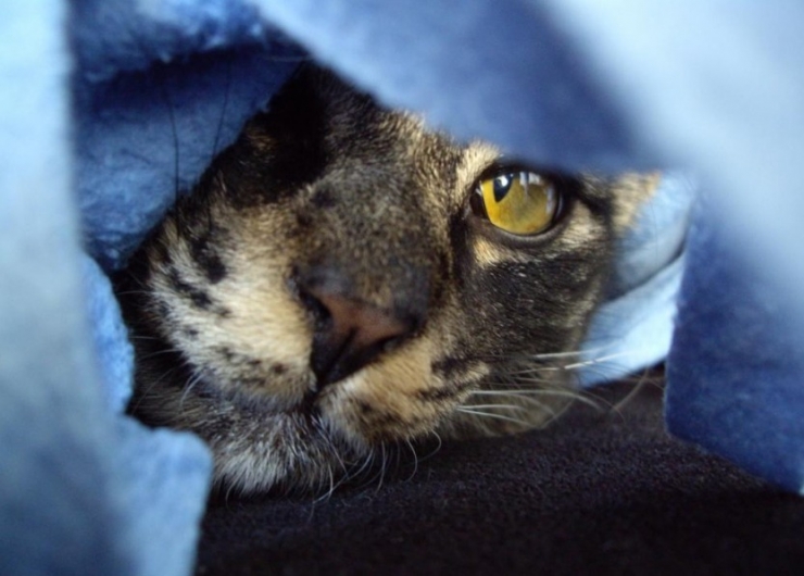 Illustration de l'article : Ces chats qui luttent contre le froid !