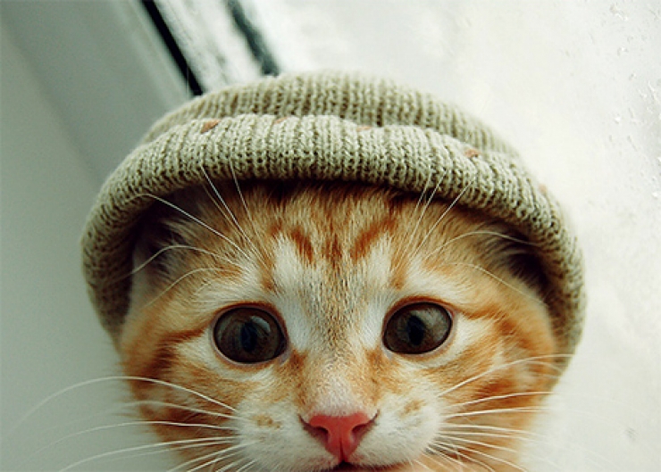 Illustration de l'article : Ces chats qui luttent contre le froid !