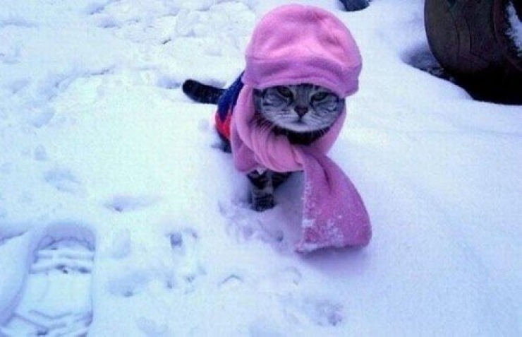 Illustration de l'article : Ces chats qui luttent contre le froid !