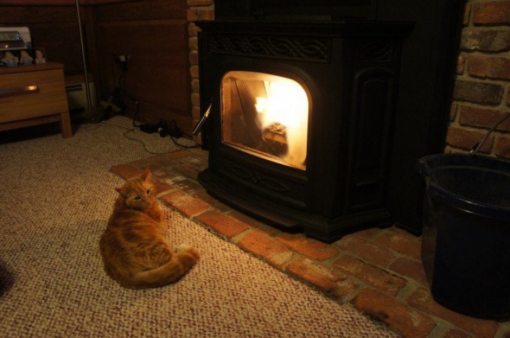 Illustration de l'article : Ces chats qui luttent contre le froid !
