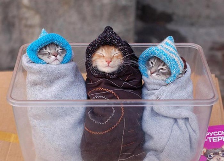 Illustration de l'article : Ces chats qui luttent contre le froid !