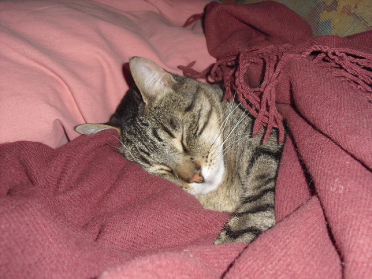 Illustration de l'article : Ces chats qui luttent contre le froid !