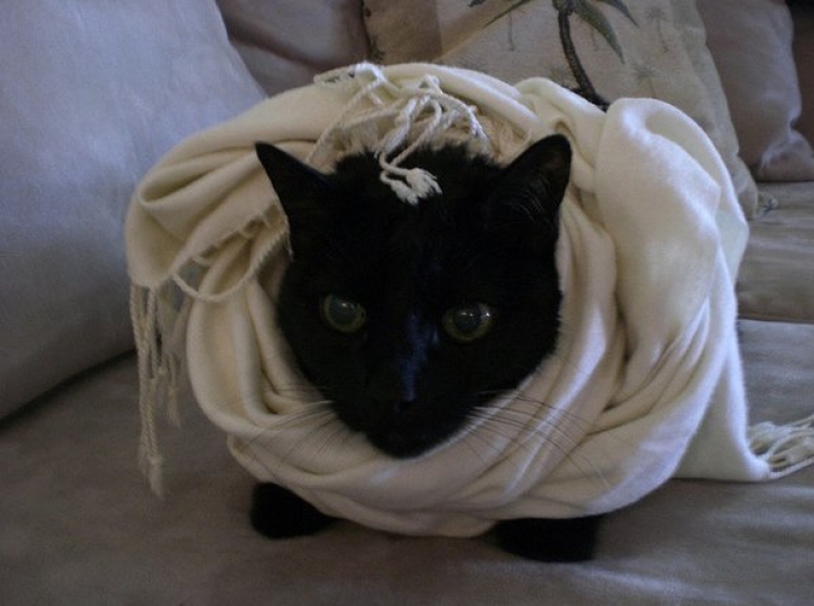 Illustration de l'article : Ces chats qui luttent contre le froid !
