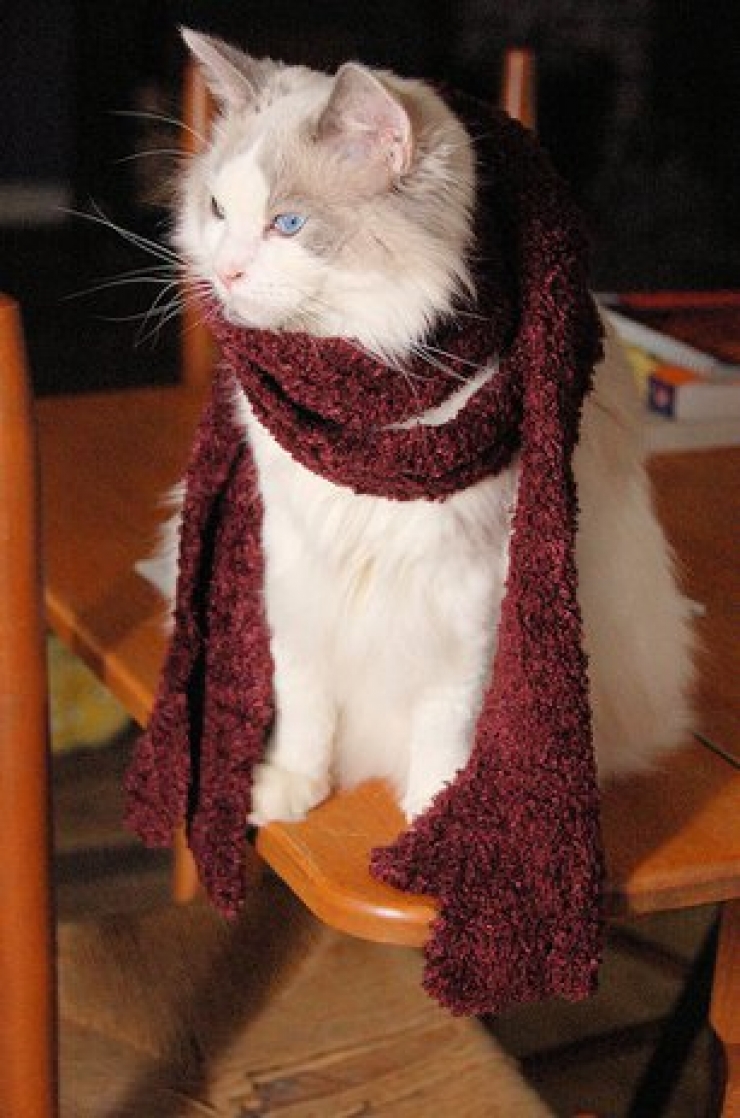 Illustration de l'article : Ces chats qui luttent contre le froid !