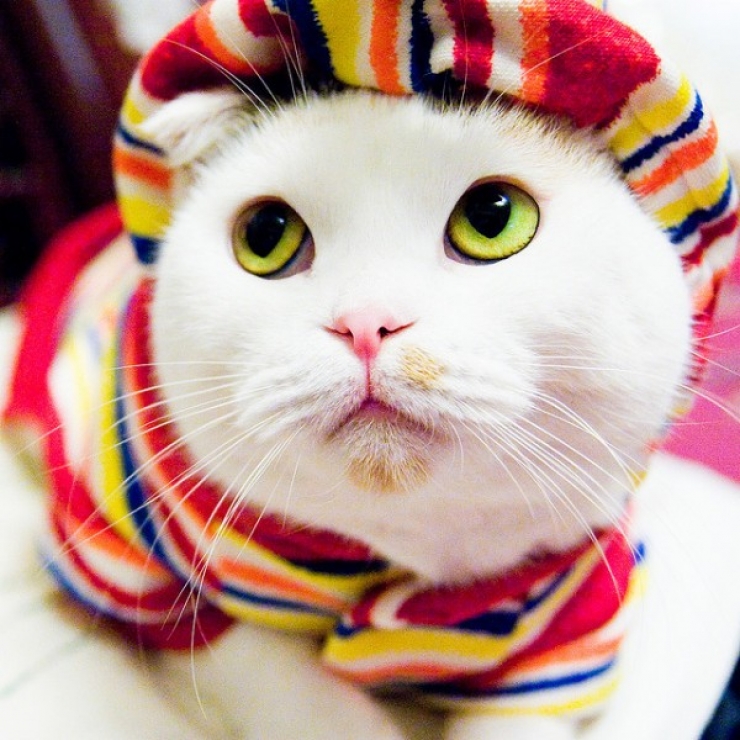 Illustration de l'article : Ces chats qui luttent contre le froid !