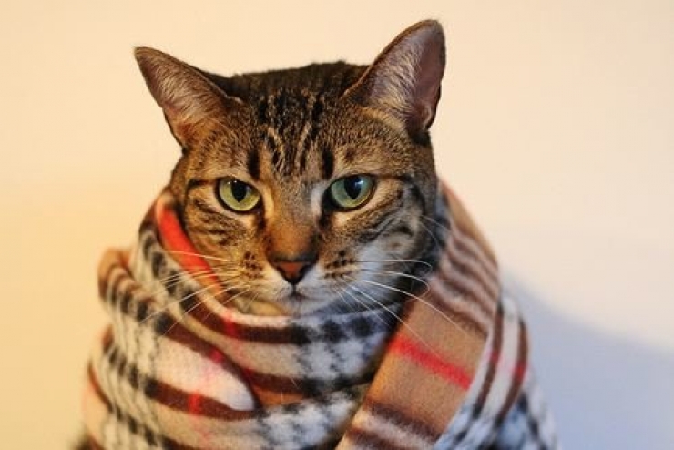 Illustration de l'article : Ces chats qui luttent contre le froid !