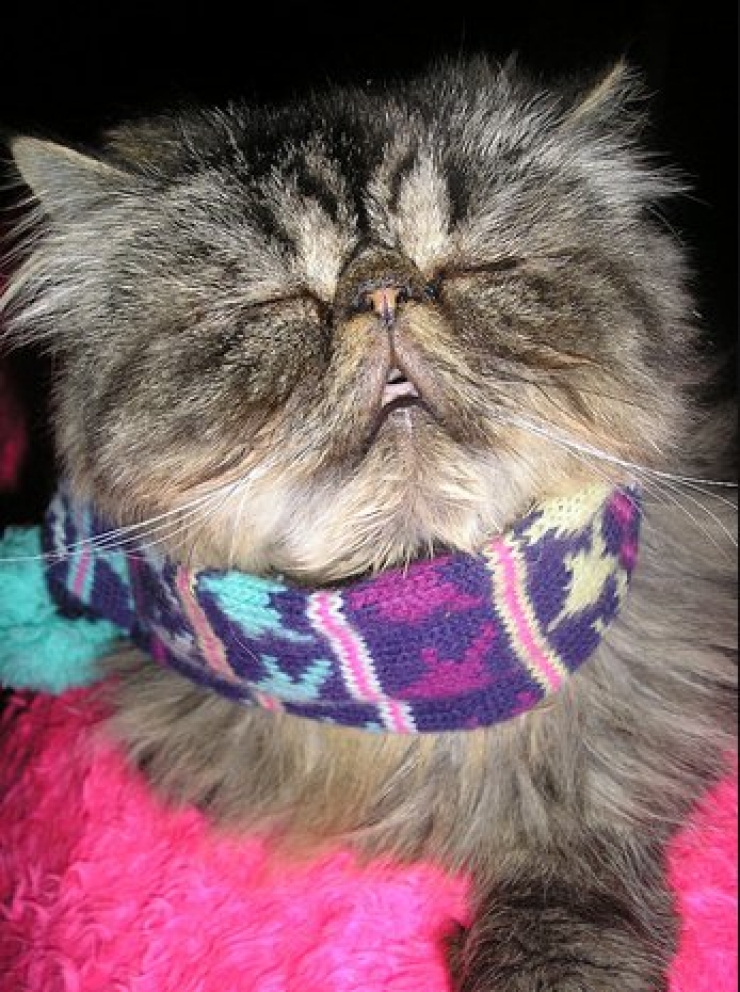 Illustration de l'article : Ces chats qui luttent contre le froid !