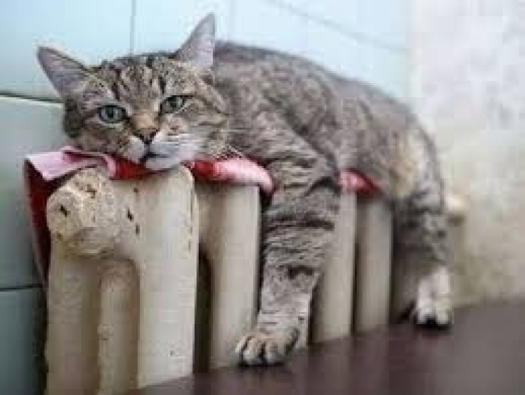 Illustration de l'article : Ces chats qui luttent contre le froid !