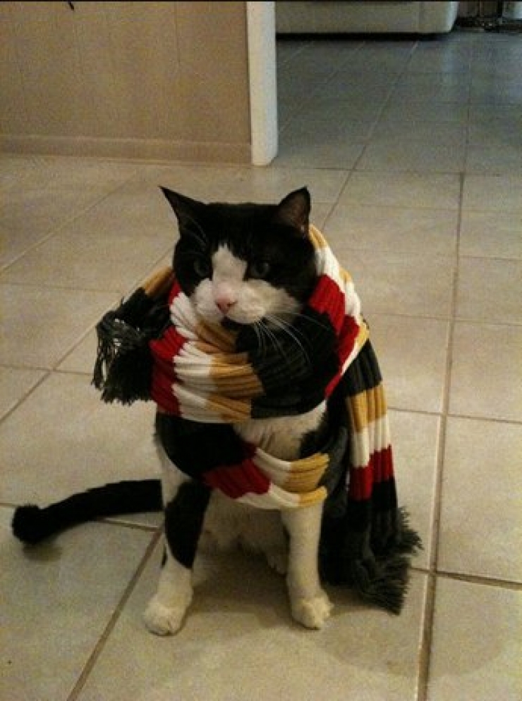 Illustration de l'article : Ces chats qui luttent contre le froid !