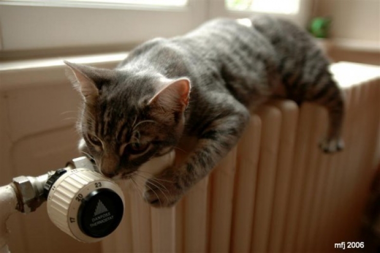 Illustration de l'article : Ces chats qui luttent contre le froid !