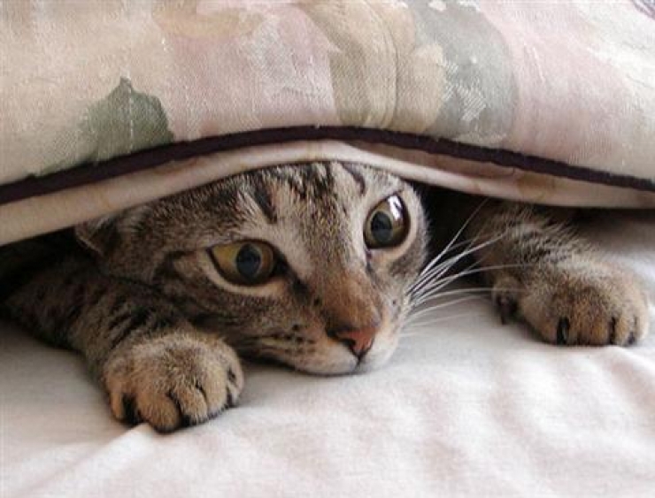 Illustration de l'article : Ces chats qui luttent contre le froid !