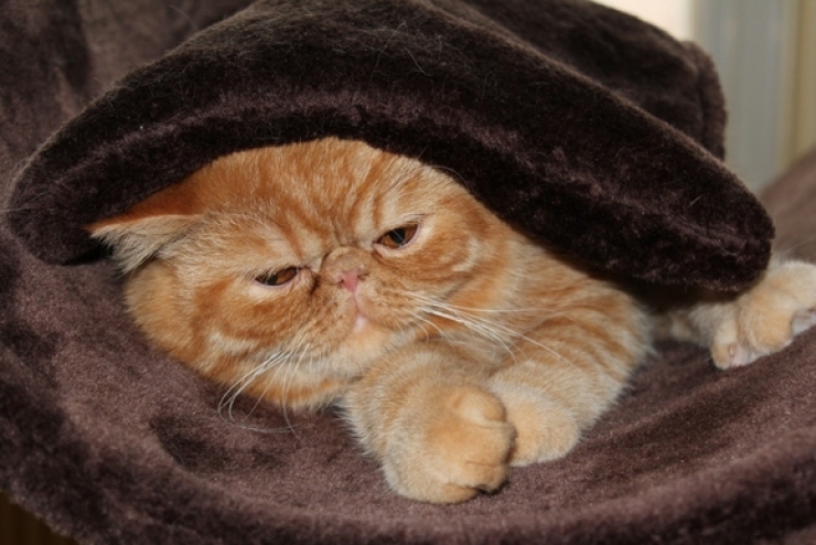 Illustration de l'article : Ces chats qui luttent contre le froid !