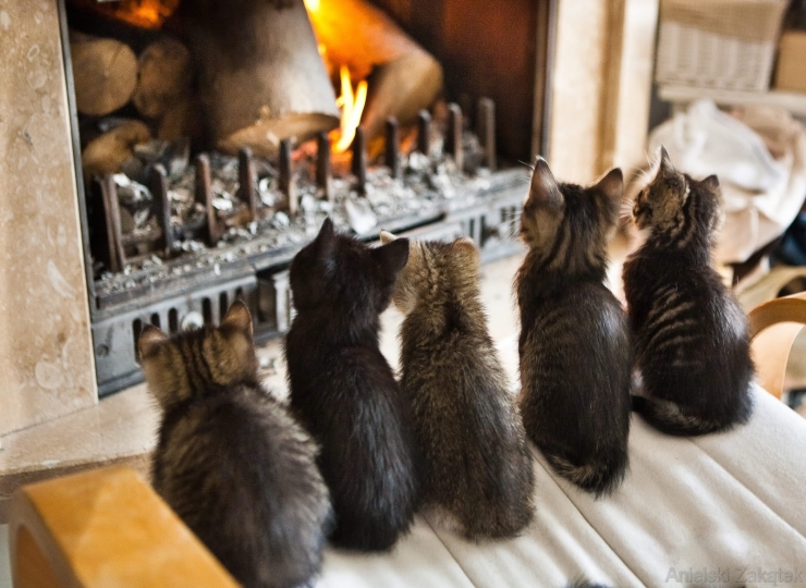 Illustration de l'article : Ces chats qui luttent contre le froid !