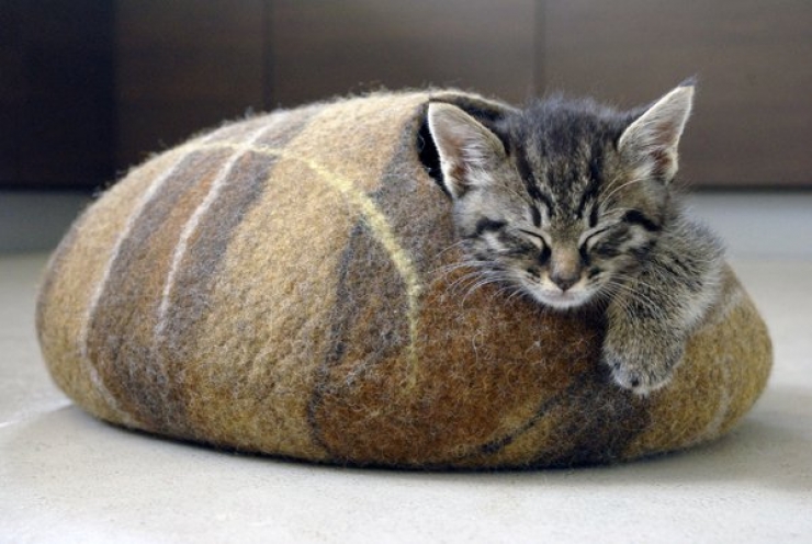 Illustration de l'article : Ces chats qui luttent contre le froid !