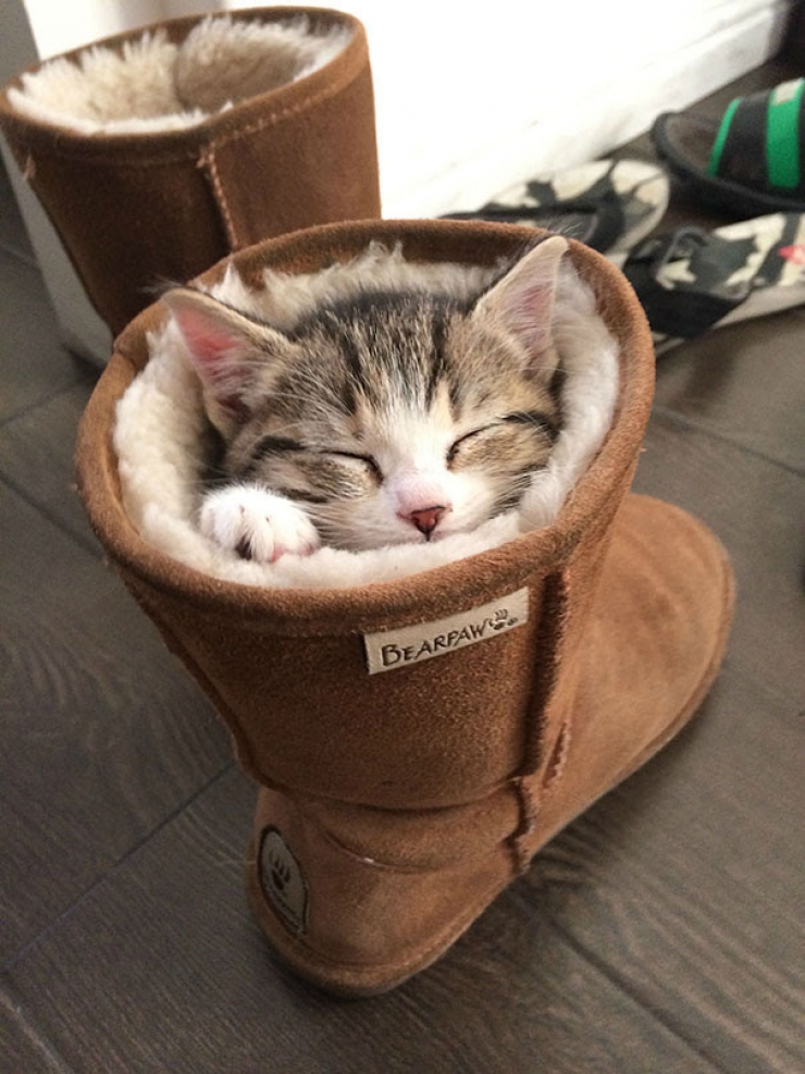 Illustration de l'article : Ces chats qui luttent contre le froid !