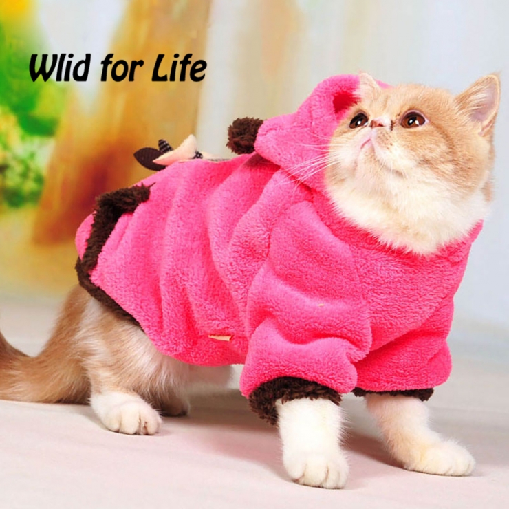 Illustration de l'article : Ces chats qui luttent contre le froid !