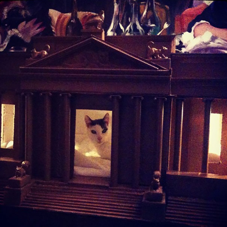 Illustration de l'article : Ces 14 chats mènent la belle vie