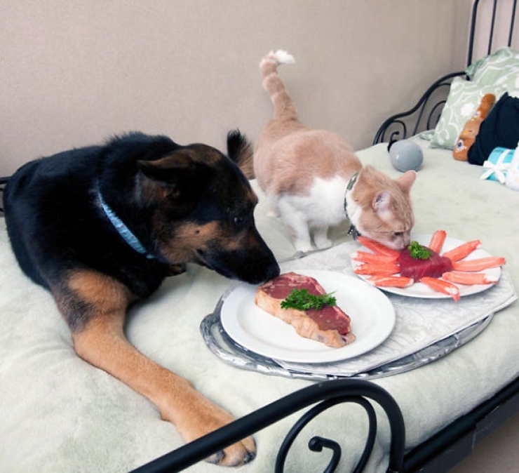 Illustration de l'article : Ces 14 chats mènent la belle vie