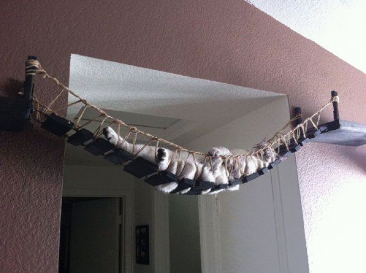 Illustration de l'article : Ces 14 chats mènent la belle vie