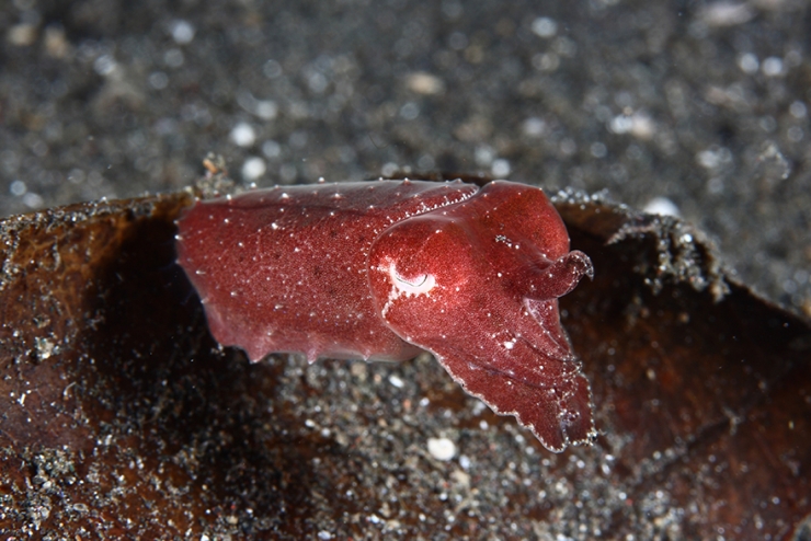 Illustration de l'article : Ce plongeur a ramen&eacute; de superbes photos de la faune sous-marine indon&eacute;sienne dans ses bagages